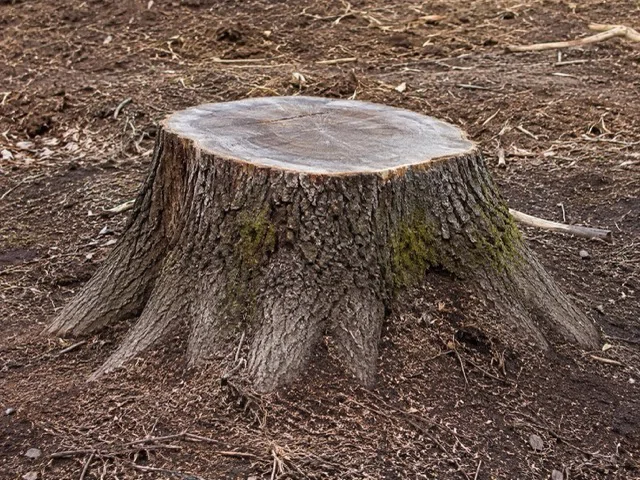 Souche de chêne avant rognage